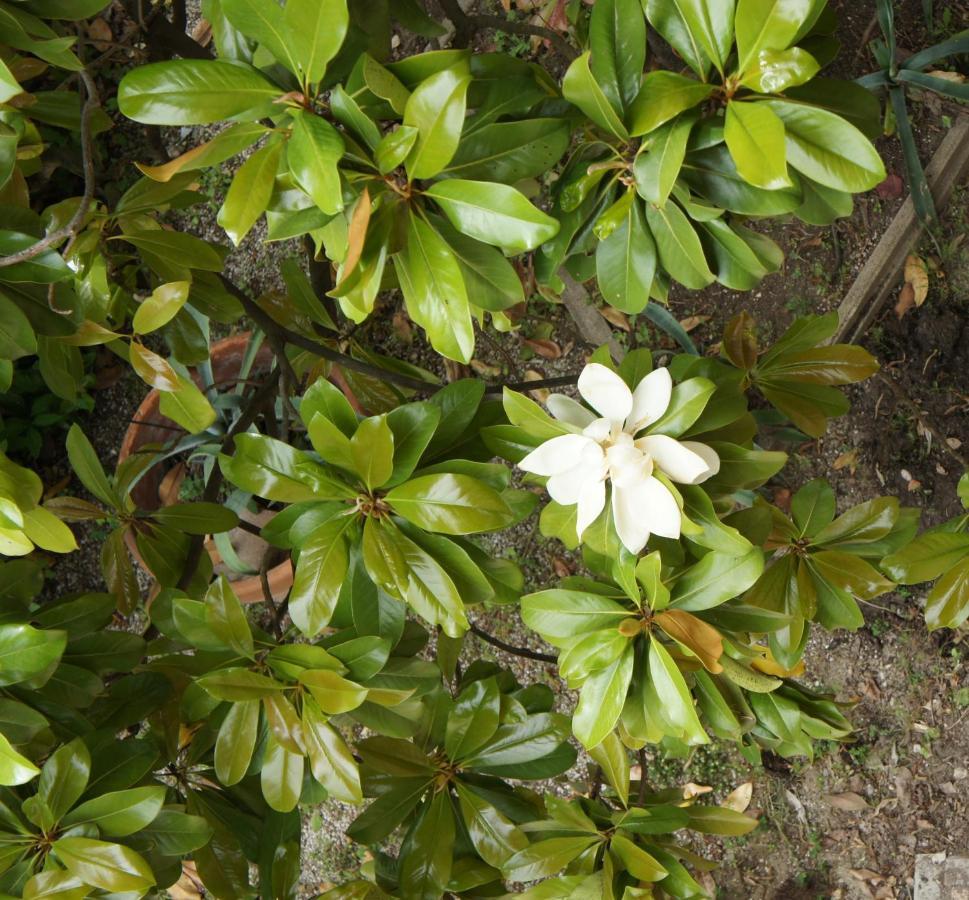 Magnolia Park *